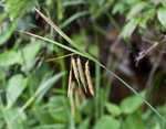 Great smokey mountain sedge